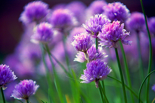 Chives