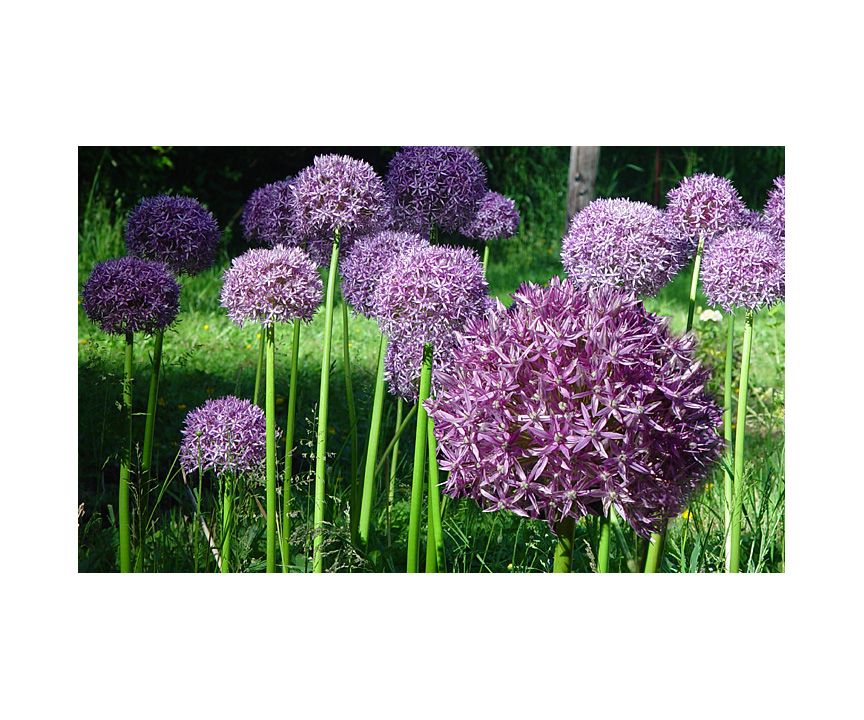 allium