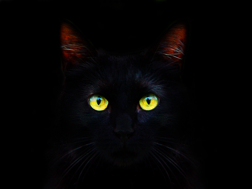 blackcat