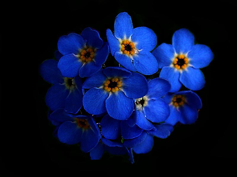 blueflower