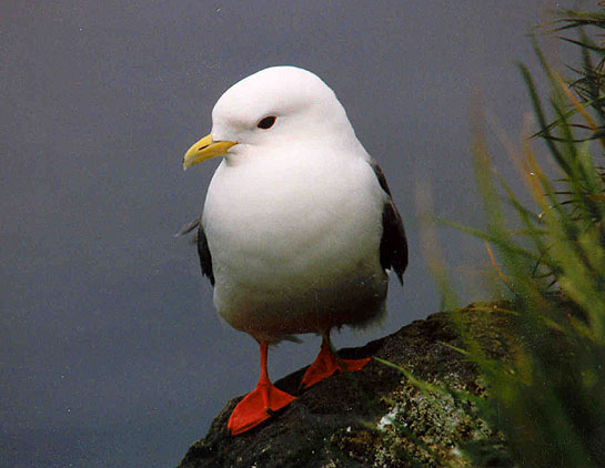 kittiwake