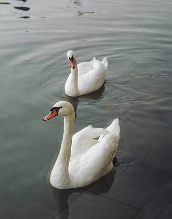 swans