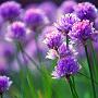 Chives