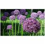 allium