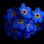 blueflower