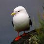 kittiwake