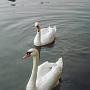 swans