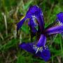 wild_iris