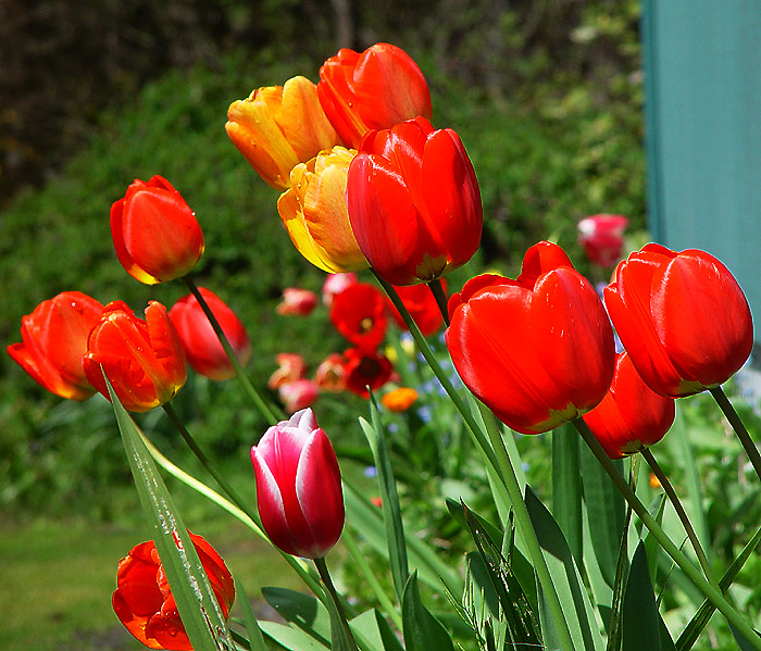 tulips