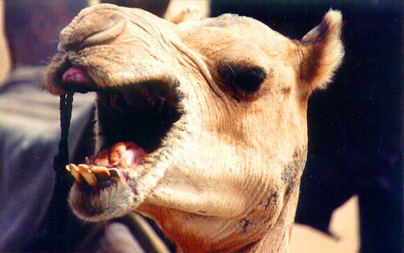 camel