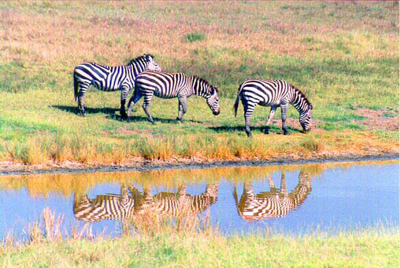 zebras1