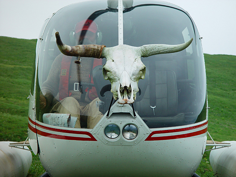 bullhelo