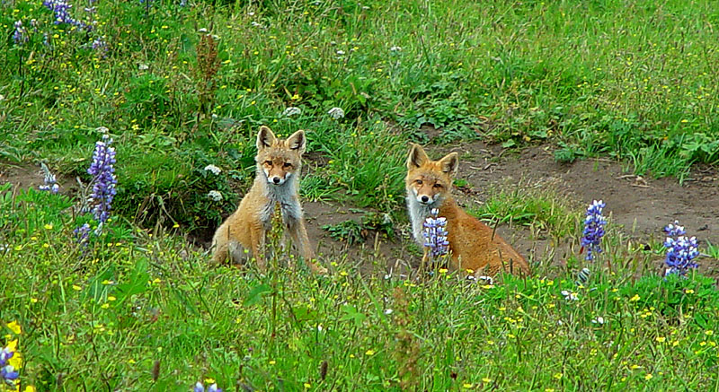 foxes