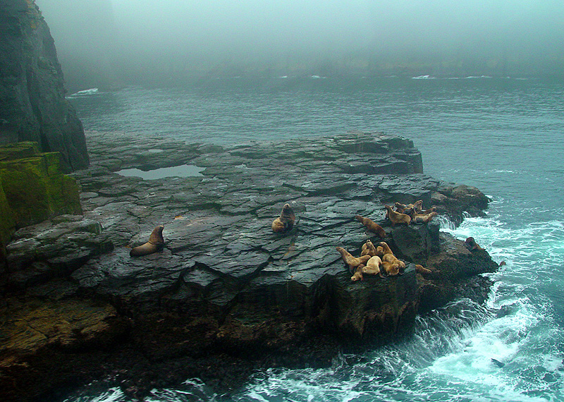 sealions