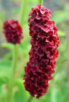 someflowerthing