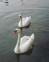 swans